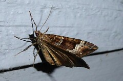 Hydriomena deltoidata