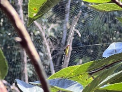 Gasteracantha diadesmia