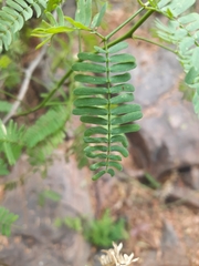 Prosopis juliflora