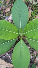 Trichodesma calycosum