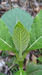 Trichodesma calycosum