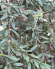 Coprosma quadrifida