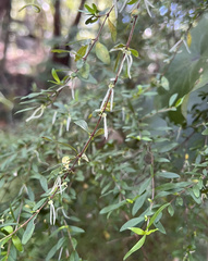 Coprosma quadrifida