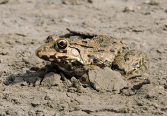 Hoplobatrachus crassus