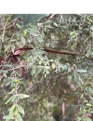 Coprosma quadrifida
