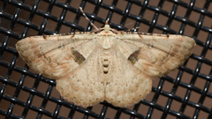 Aeolochroma quadrilinea