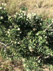 Asparagus mariae