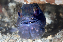 Vincentia conspersa