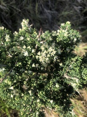 Asparagus mariae