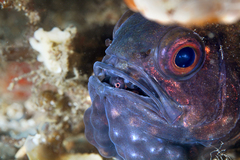Vincentia conspersa