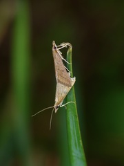 Udea rubigalis