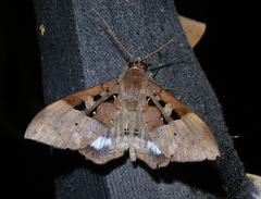 Ischyja subreducta