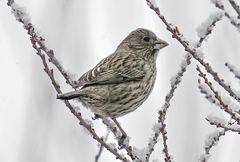 Carpodacus rhodochlamys