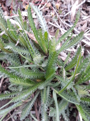 Achillea ptarmicoides