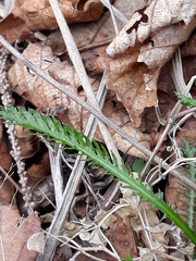 Achillea ptarmicoides