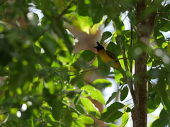 Rubigula flaviventris