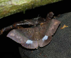 Ischyja manlia