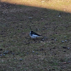 Motacilla alba lugens