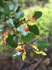 Nothofagus solandri