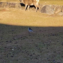 Motacilla alba lugens