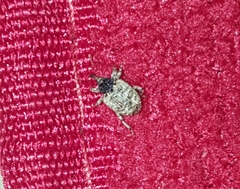 Pheloconus cribricollis