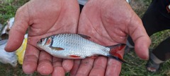 Systomus orphoides