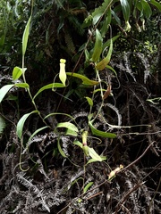 Nepenthes gracilis
