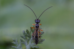 Tryphoninae