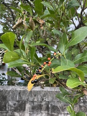 Citharexylum caudatum