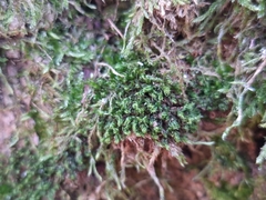 Ptychostomum moravicum