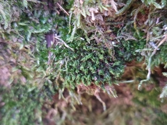 Ptychostomum moravicum