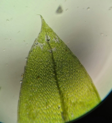 Ptychostomum moravicum