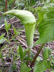 Arisaema amurense
