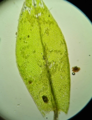 Ptychostomum moravicum