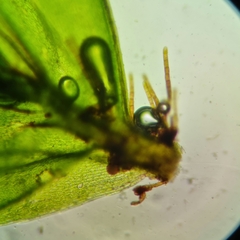 Ptychostomum moravicum