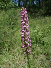 Gymnadenia densiflora
