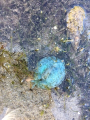 Dolabella auricularia