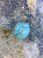 Dolabella auricularia