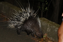 Hystrix brachyura