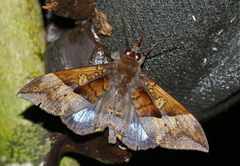 Ischyja hemiphaea