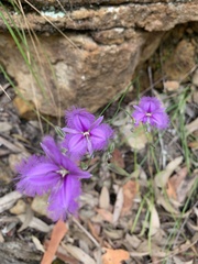 Thysanotus tuberosus