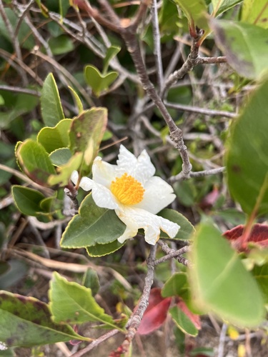 Polyspora axillaris