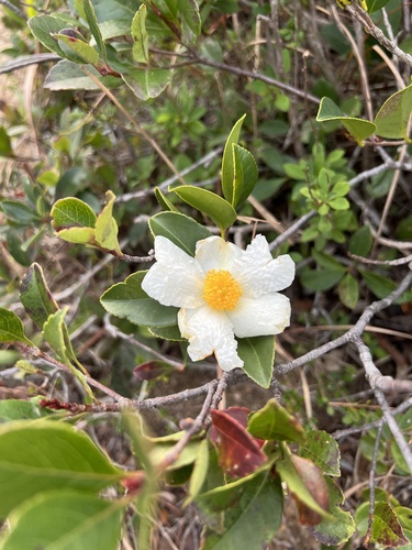 Polyspora axillaris