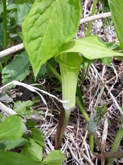 Arisaema amurense