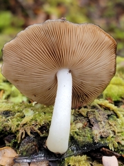 Bolbitius muscicola