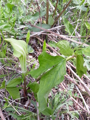 Arisaema amurense
