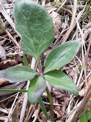 Arisaema amurense
