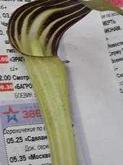 Arisaema amurense