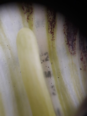 Arisaema amurense