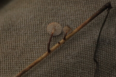 Crinipellis scabella